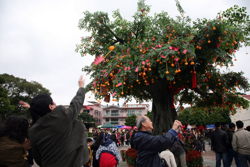 林村改用仿真度高的許願樹，市民拋寶牒興致不減