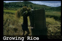 種植稻米