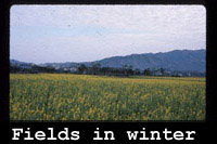 冬天的稻田