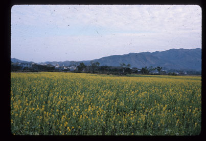 Fields in Winter