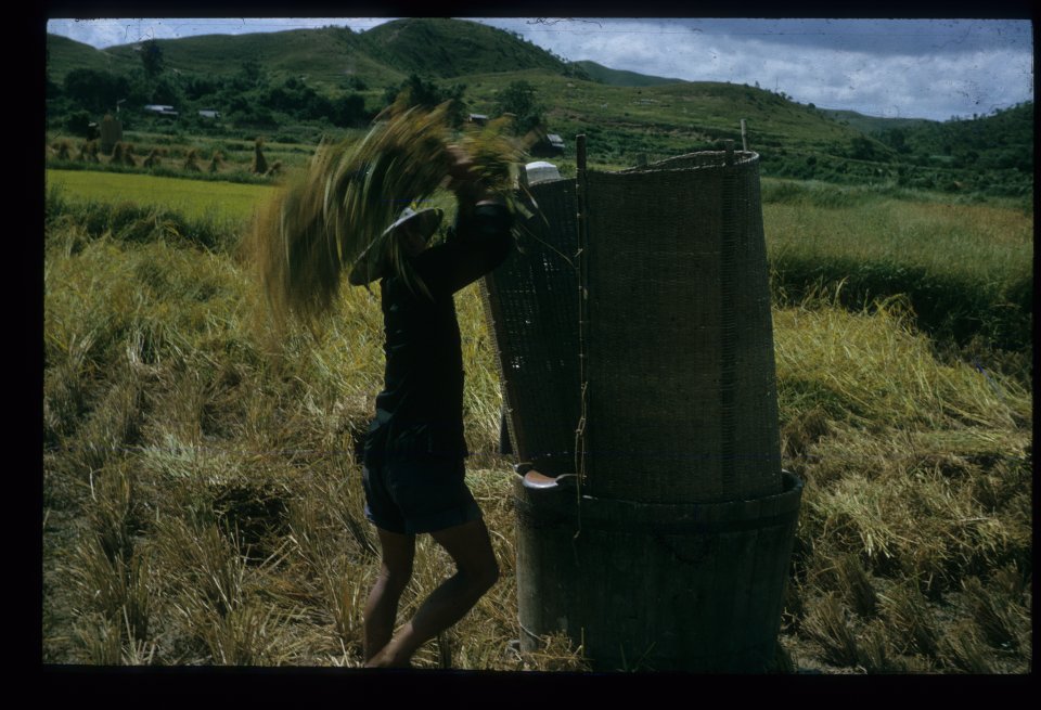 Threshing the first rice crop north of the village in July 1964.