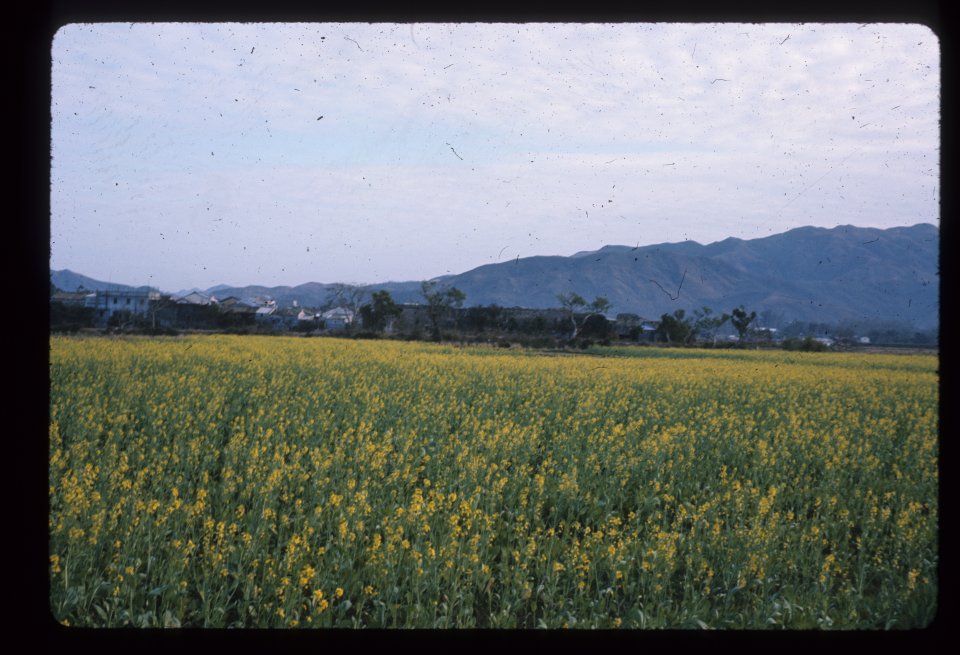 上圖的田地冬天種滿蔬菜