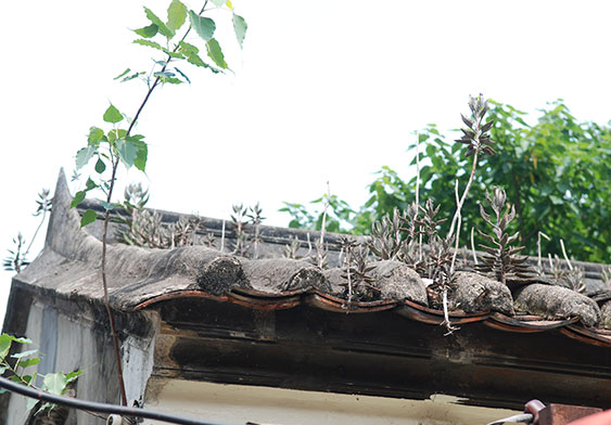 A barren ancestral house