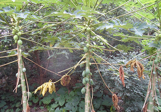 Fruit trees in the village 　