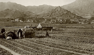 Farmland in Kowloon City(2)