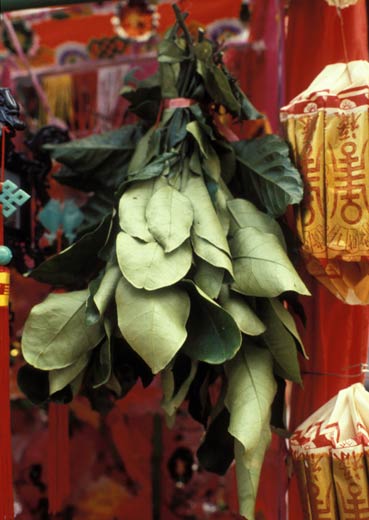 Purifying pomelo leaves
