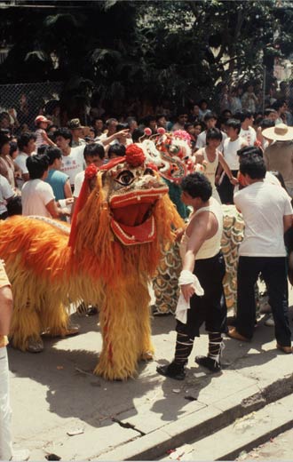 The northern lion begins his dance
